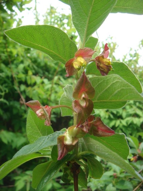 Lonicera involucrata P2B P17
